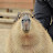 @Capybara_Sensei