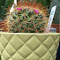 RQGvf5PAcAs-channel-avatar-Pleasant Prickles