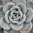 @succulentfactory