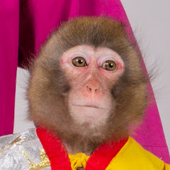 Monkey Suo 周防猿まわしの会 Channnel