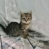 Автор