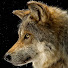 G1WTUekP2M4-channel-avatar-Wolf Ranger