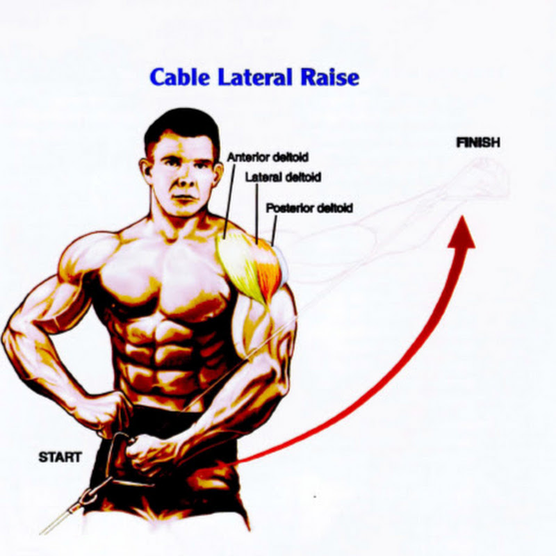 BodyBuilding Anatomy
