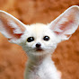 Amazing Animals Image Thumbnail