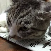 ゆーと（猫のふう、小太郎の動画を上げてます）