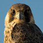 Cromer Peregrines logo