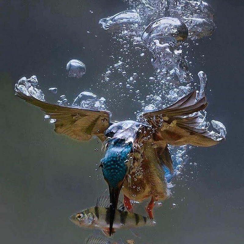 Liquid Apostle