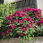 @masugeoli