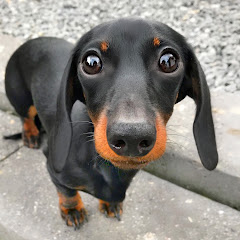 Loulou & Friends Avatar