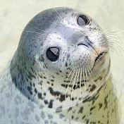 おたる水族館_公式チャンネルOtaru Aquarium