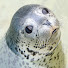 PidQcWsfrT0-channel-avatar-おたる水族館_公式チャンネルOtaru Aquarium