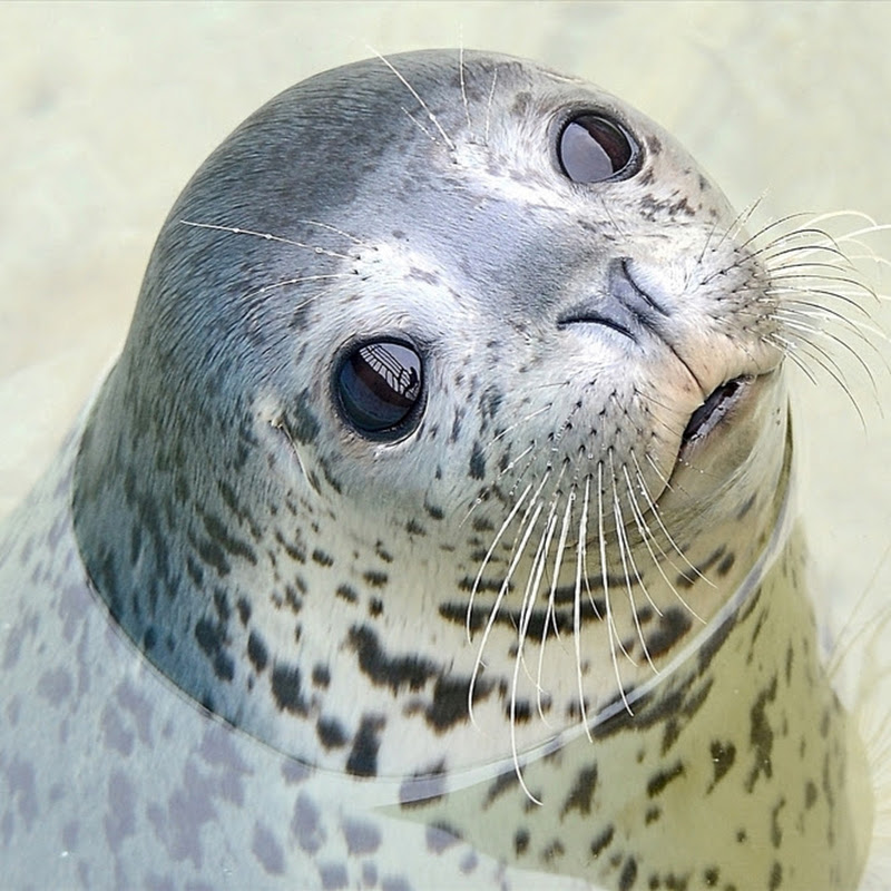 おたる水族館_公式チャンネルOtaru Aquarium