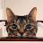 @cecleung's avatar
