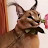 @mesa3352 Avatar