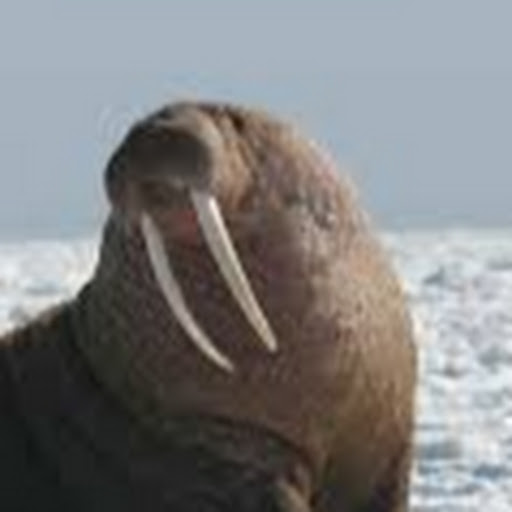 Surfing Walrus