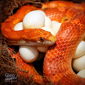 Glen Reptiles