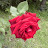 @ROOhNo