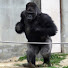 vN9wXgun_V4-channel-avatar-Animal On Air