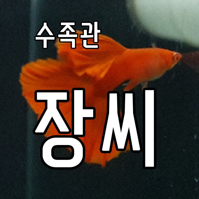 수족관 장씨