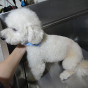 APEA Dog Grooming