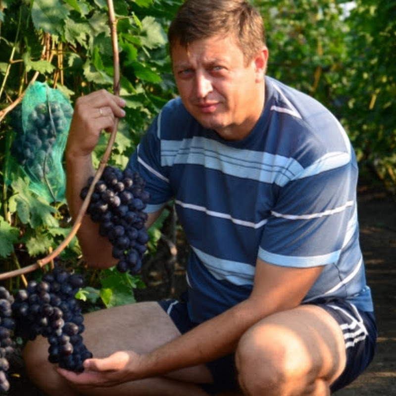 Владимир Шпак Logo