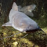 GN4yfuVyC6M-channel-avatar-Nefa Pesca