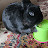@SiegwardZwiebelbrudi's avatar
