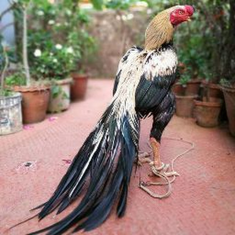 parrot beak aseel lover (SAADJUTT)