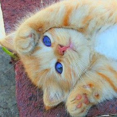 あかねこ/りゅうCH