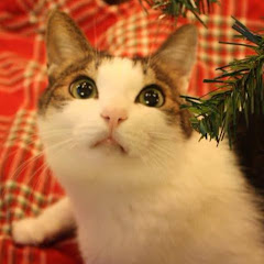 Amy Cアイコン画像