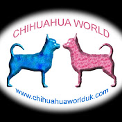 chihuahuaworlduk