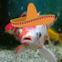 VwcQA0_MPHk-channel-avatar-fishinasombrero
