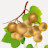 NC Muscadine Grape Association