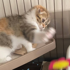 ナラねこ日記アイコン画像
