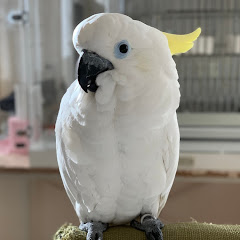 Mai Channel - おしゃべりオウム