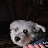 @PomskieSaints91 Avatar
