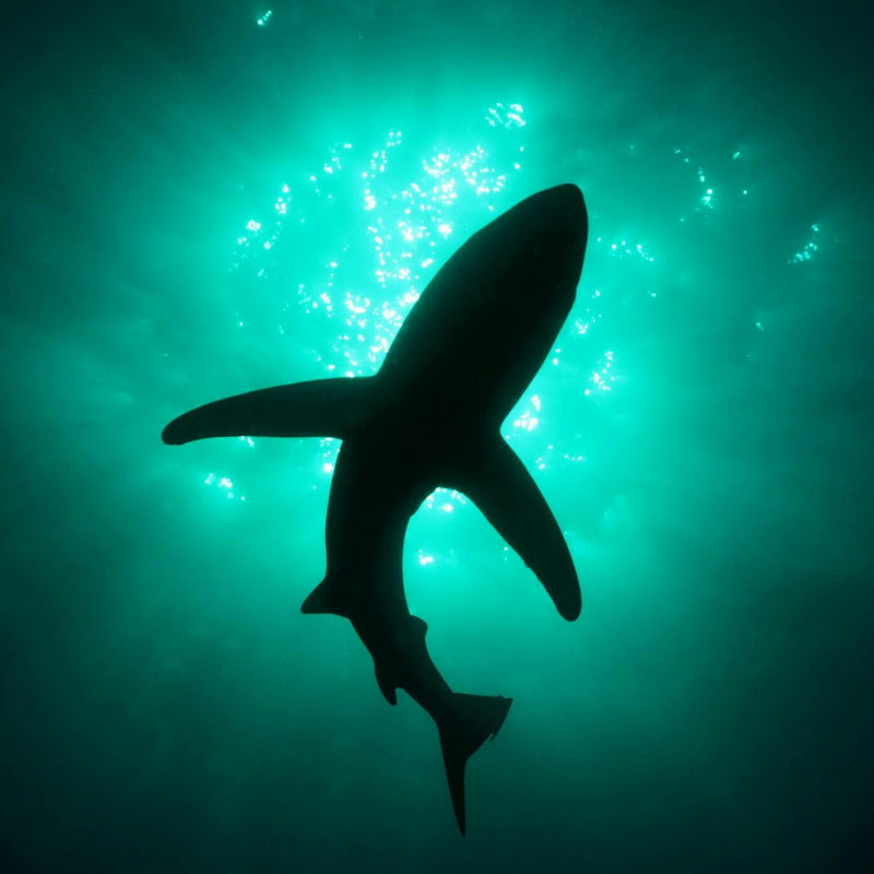 Bass Sharkz icon