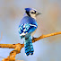 iHQ5__vfXFE-channel-avatar-Flying Blue Sky