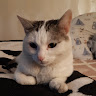 Автор