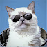 t0itgybhBrs-channel-avatar-Bowie The Ragdoll Cat