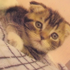 じゅんだった