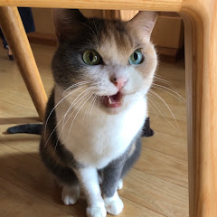 世界のメルちゃんアイコン画像