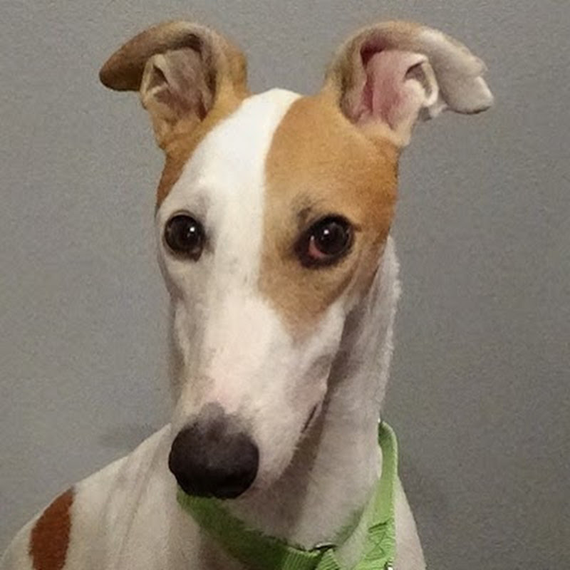 Greyt Show
