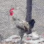Sítio SANCAIPI Galinha Caipira Image Thumbnail