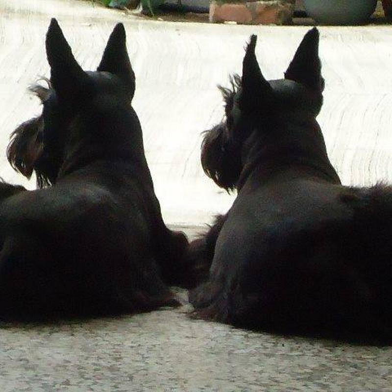 老蘇寵物安養中心