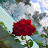 avatar of @-al-jarah5385