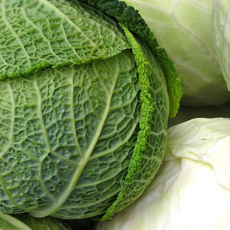 The Cabbage Patch