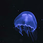 JellyfishUAP