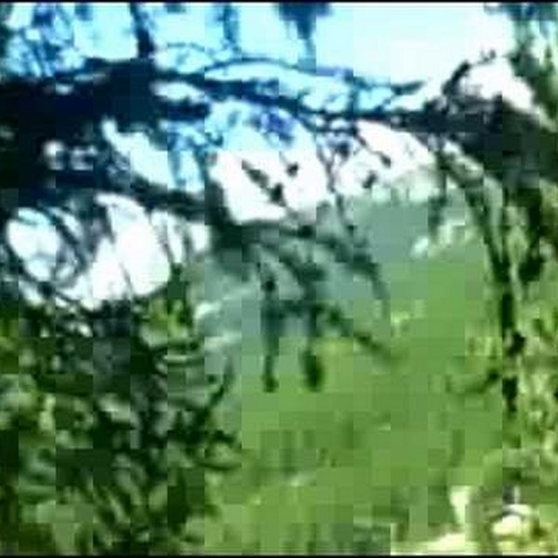 summerflipvideos