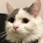 ねこがみ様としもべ